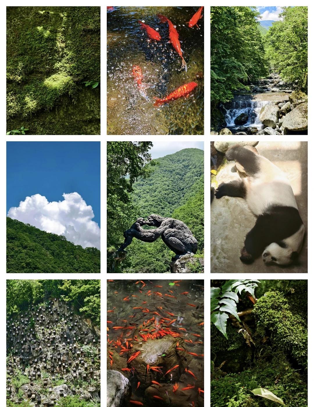 躲进官门山，做一日山野闲人
走进神农架官门山，满目都是治愈的青绿。
清澈山涧流淌