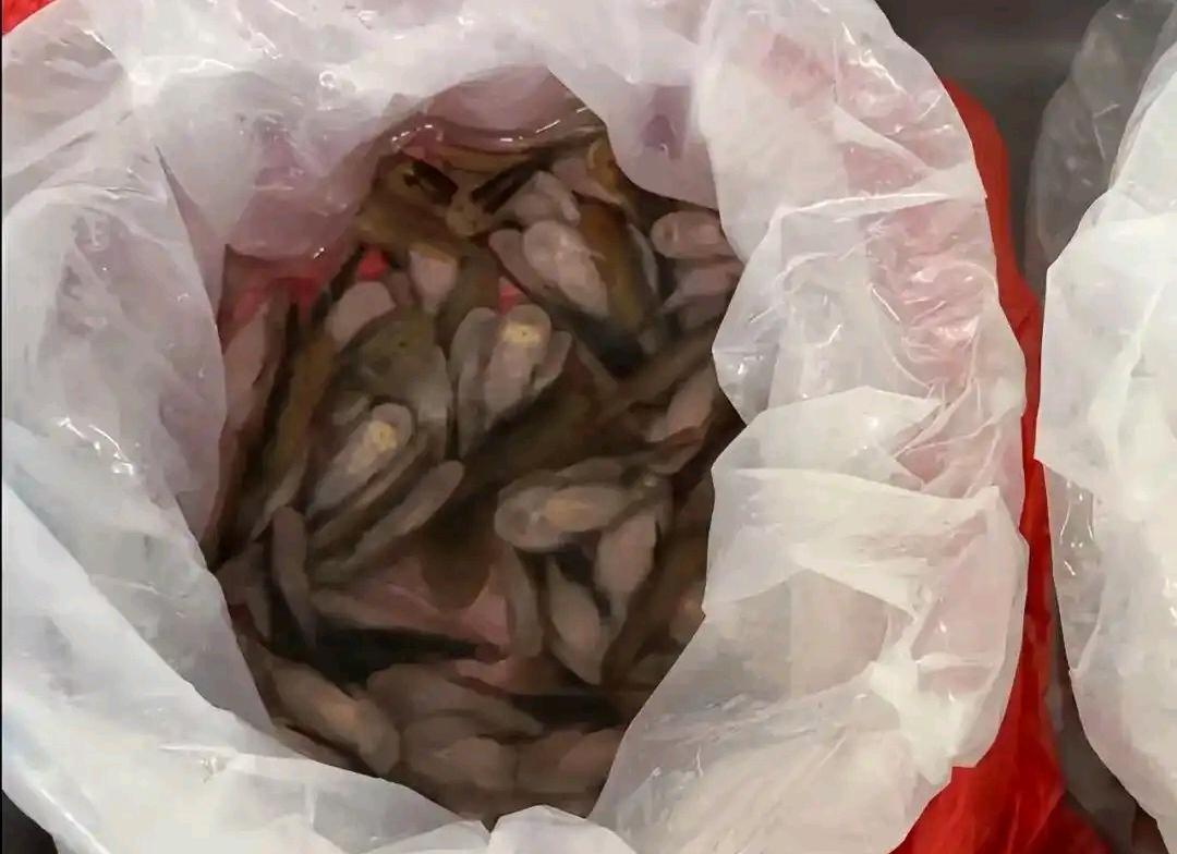 近日，罗湖海关上演了一幕“裙内藏鱼”的奇景：一名女性旅客试图通过黑色长裙内藏匿2