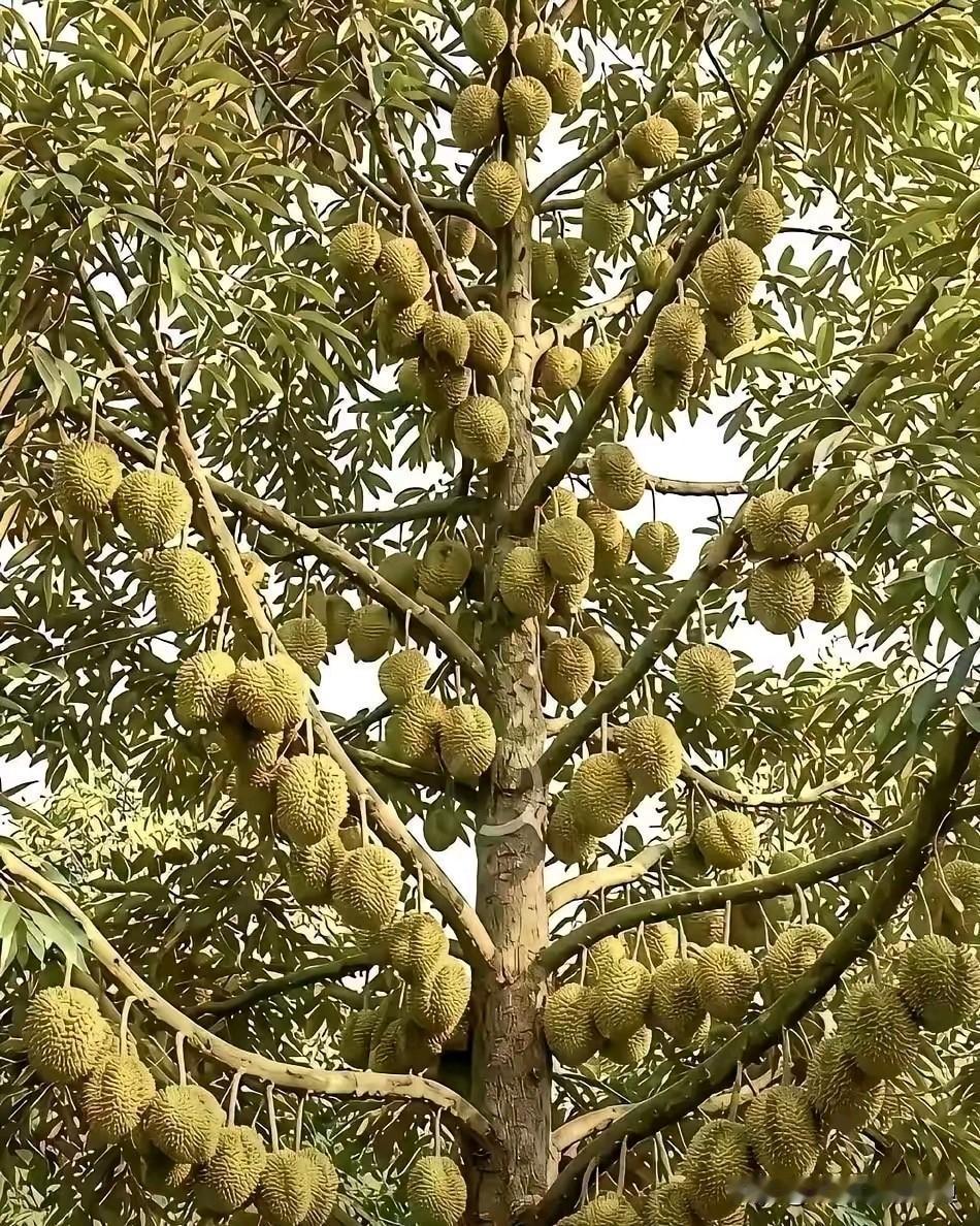 一颗榴莲树能挂200个果，一个果子净赚100块，算下来一棵树就是2万，十棵树就是