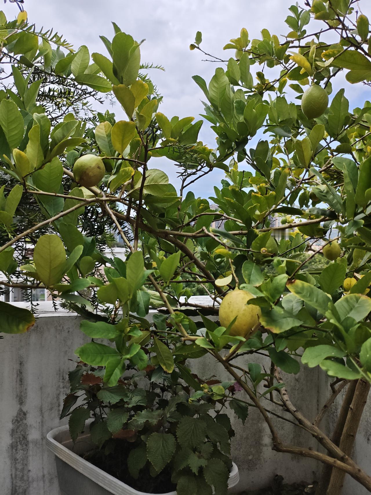 一张图证明秋天来了阳台上的柠檬熟了，秋天也来了，但天气还在夏天，很闷热！