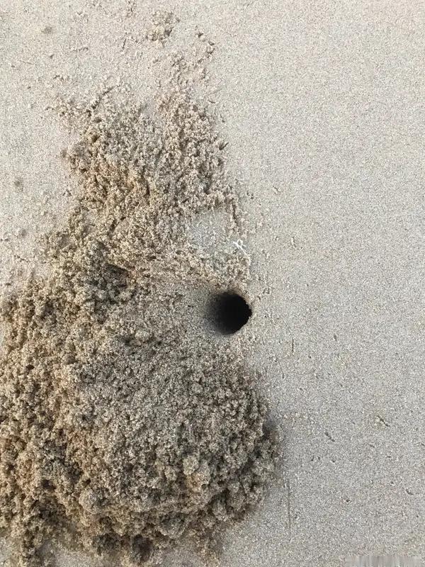 你是否遇到过沙滩挖洞的危险情况海边沙滩挖洞极度危险，沙土松软极易瞬间坍塌，一旦被