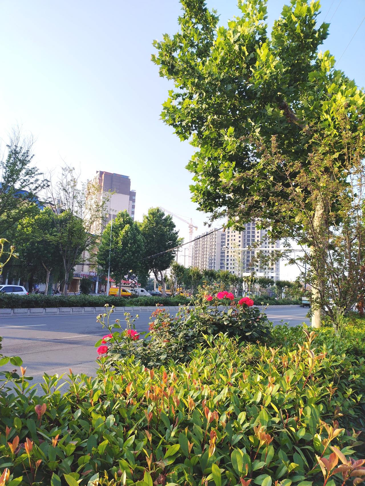今天早晨去公园散步，在路上随手拍下夏日美景。