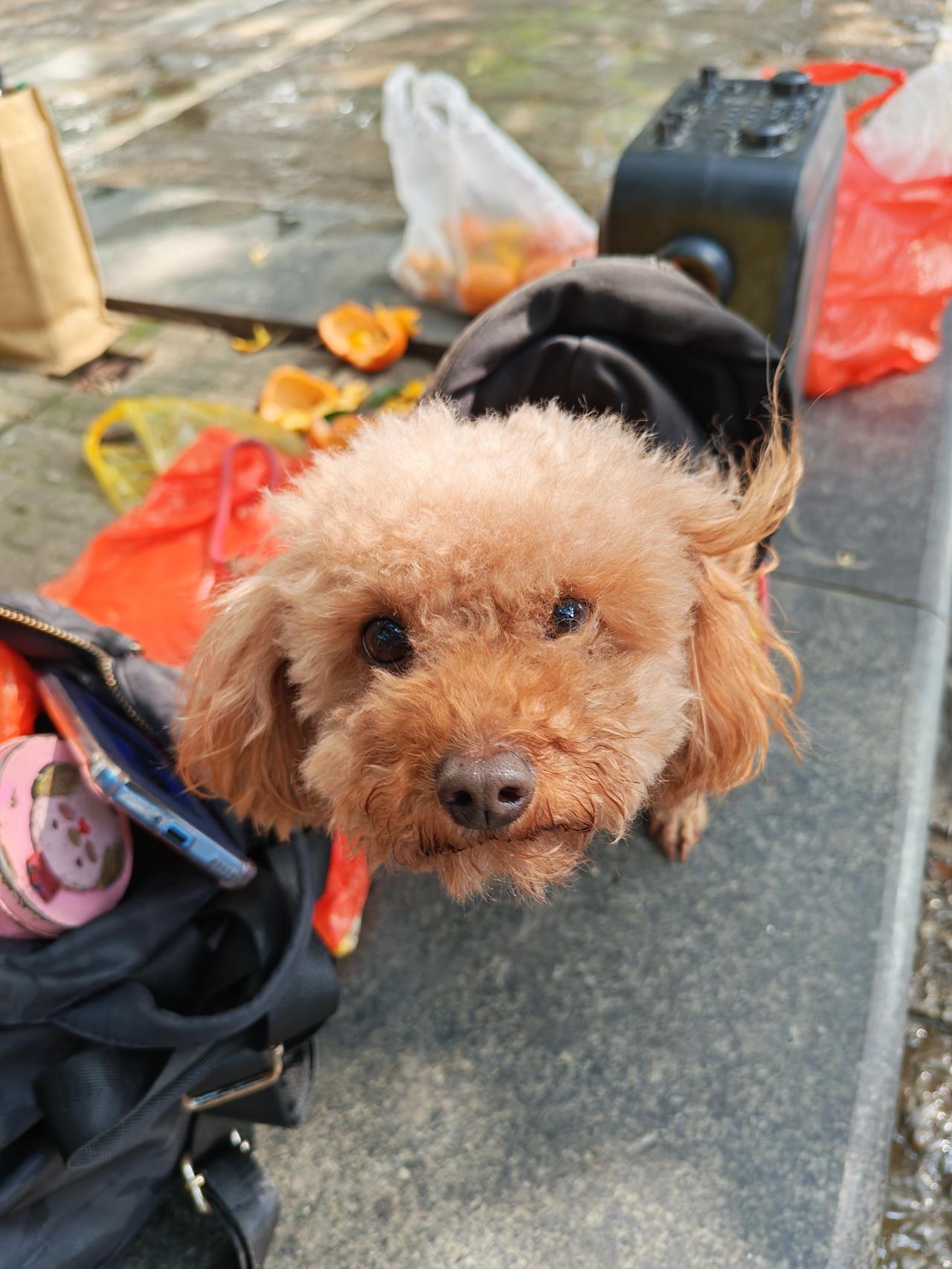 今日开心小事：偶遇一只镜头感十足的小泰迪
 
今天出门，在路边碰到这只小泰迪。它