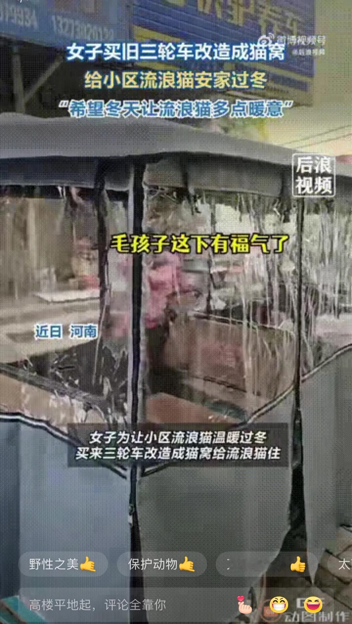 太有爱了！

河南一位女子发现小区里出现了很多流浪猫，眼看天气越来越冷，为了让流