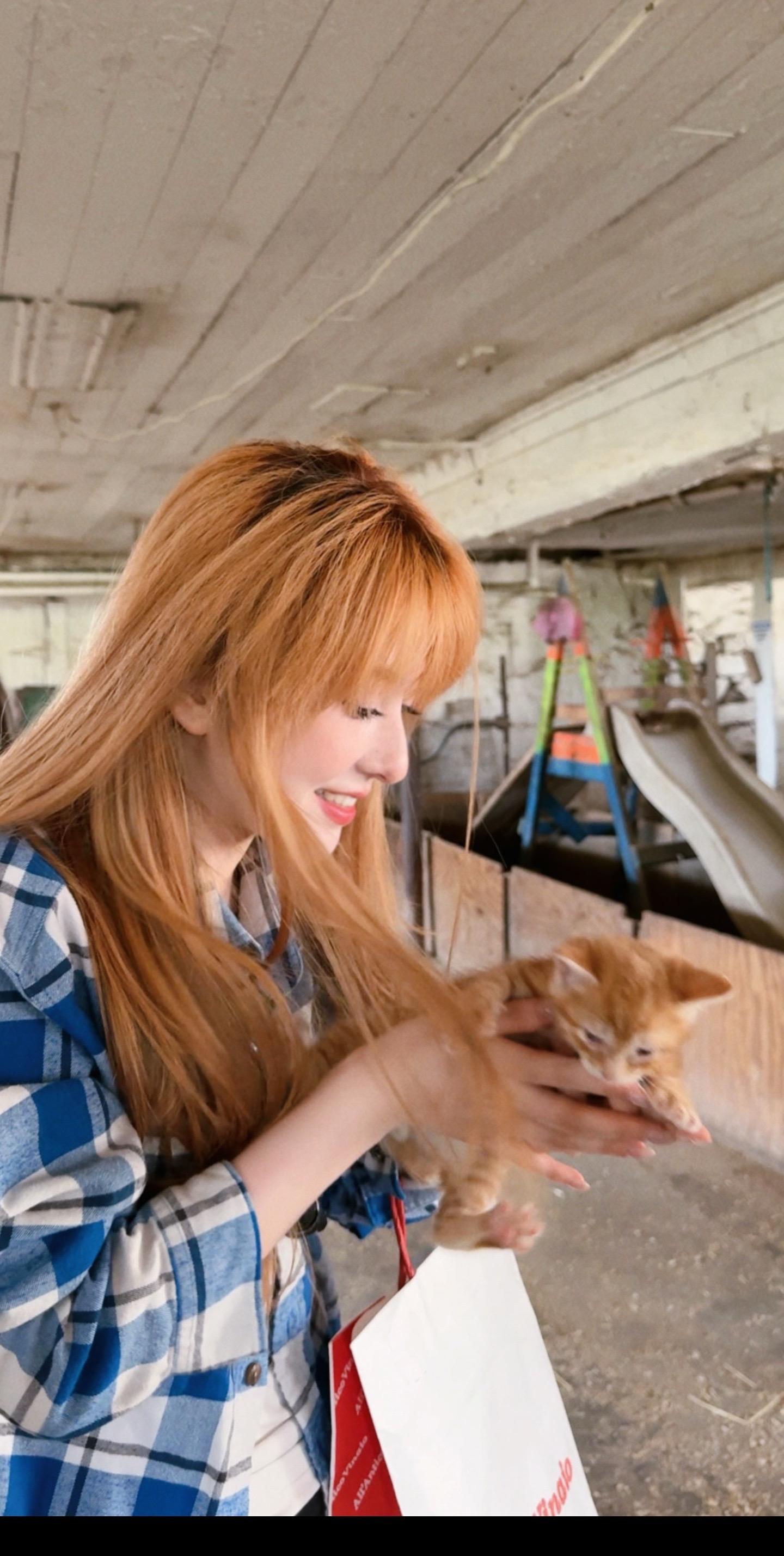 小橘猫