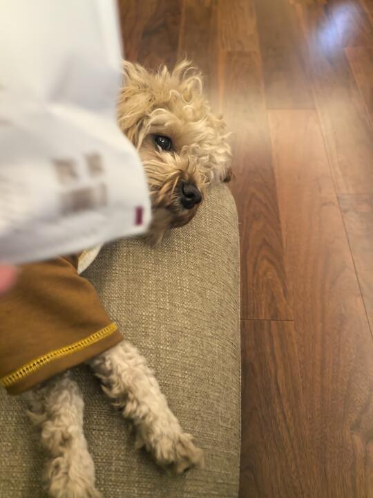 累趴下了的修狗🐶