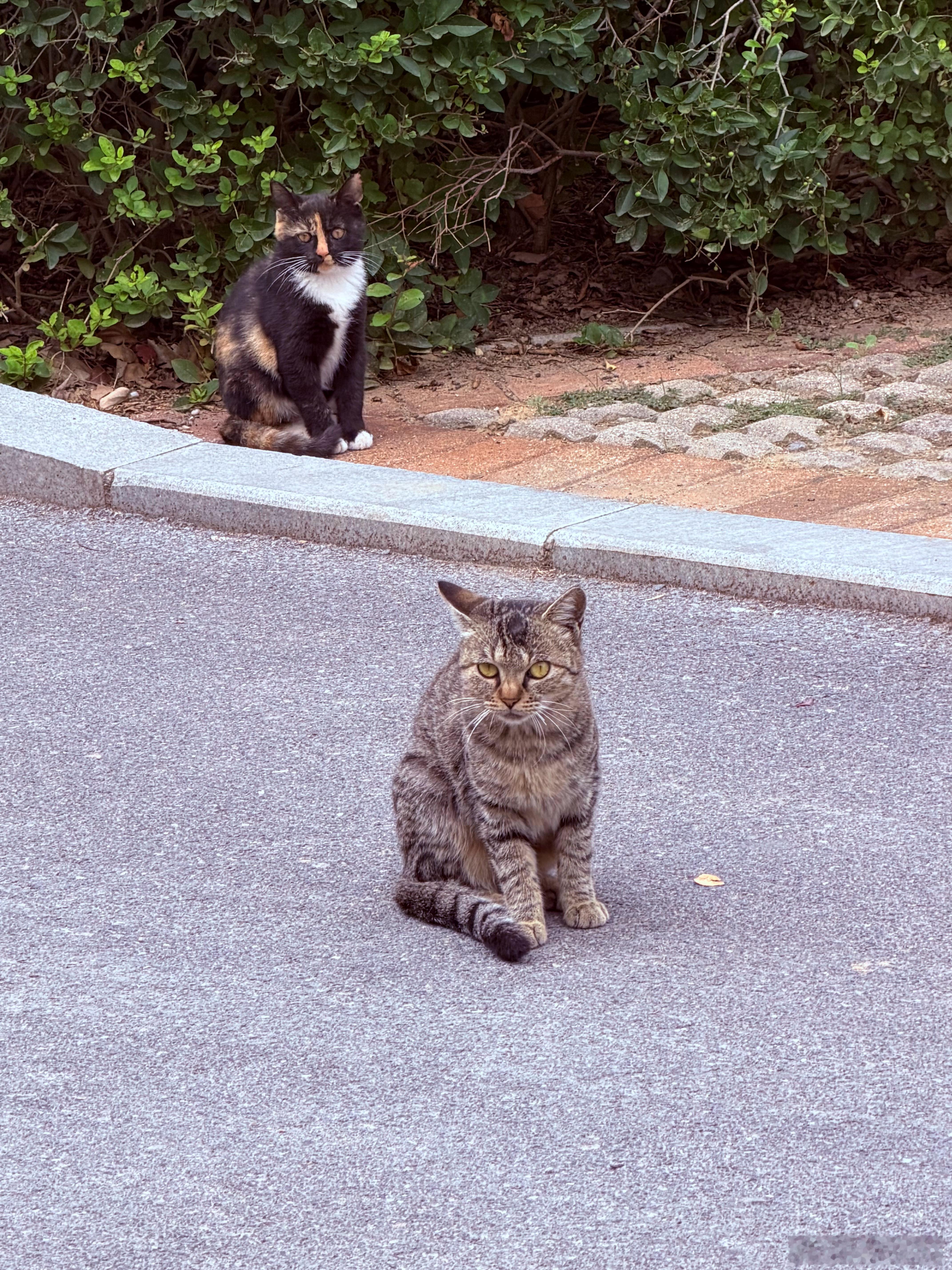 校园里的流浪猫可爱 ​​​