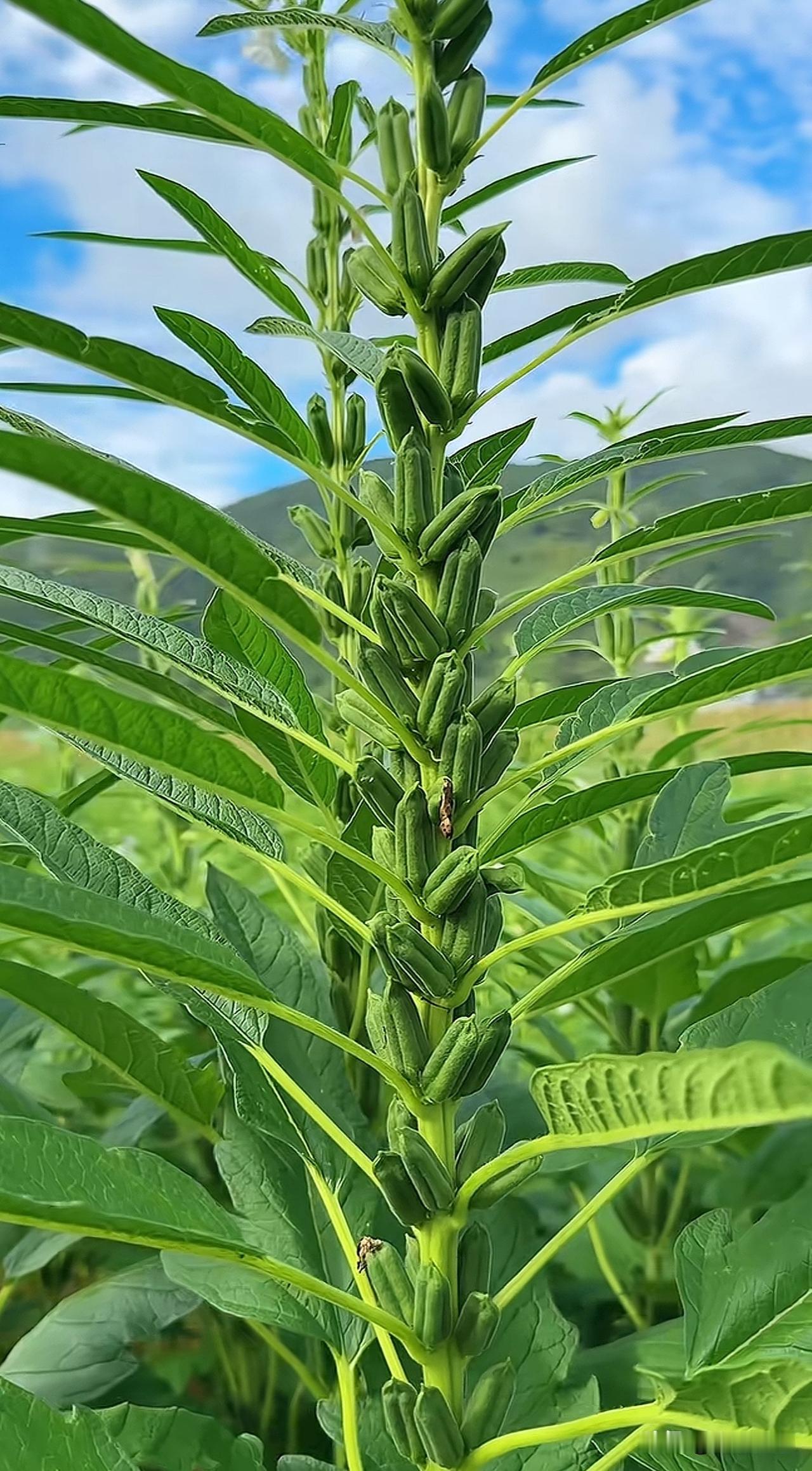 整天说要回农村的，来看你一下，下面是什么植物，是豆角还是棉花？农村呆过的朋友别说