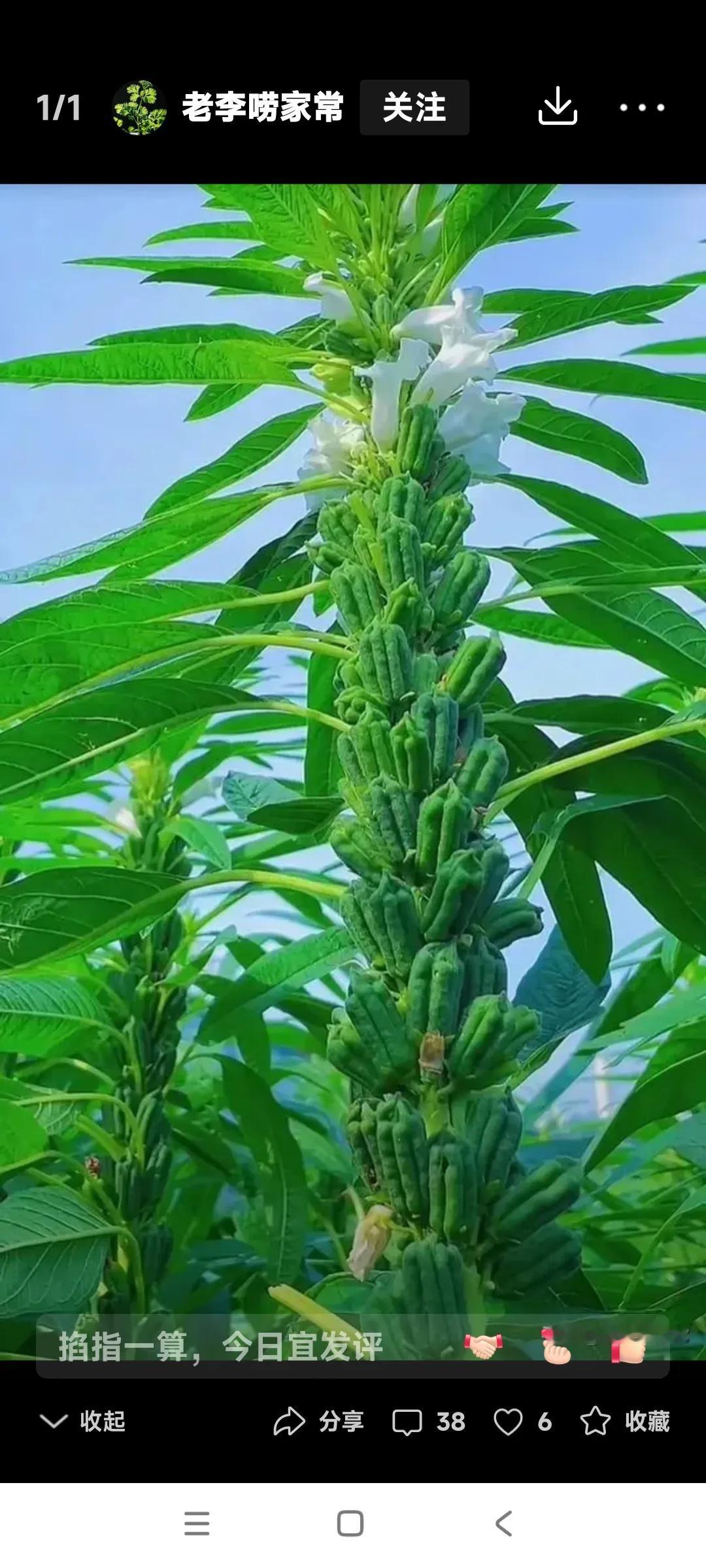 蔬菜界里有一款菜叫佛手。

你们都吃过佛手吧，还是很好的一道菜？

看图片中这佛