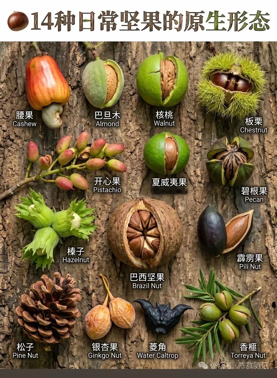 14种常见坚果的原生形态，你都见过吗