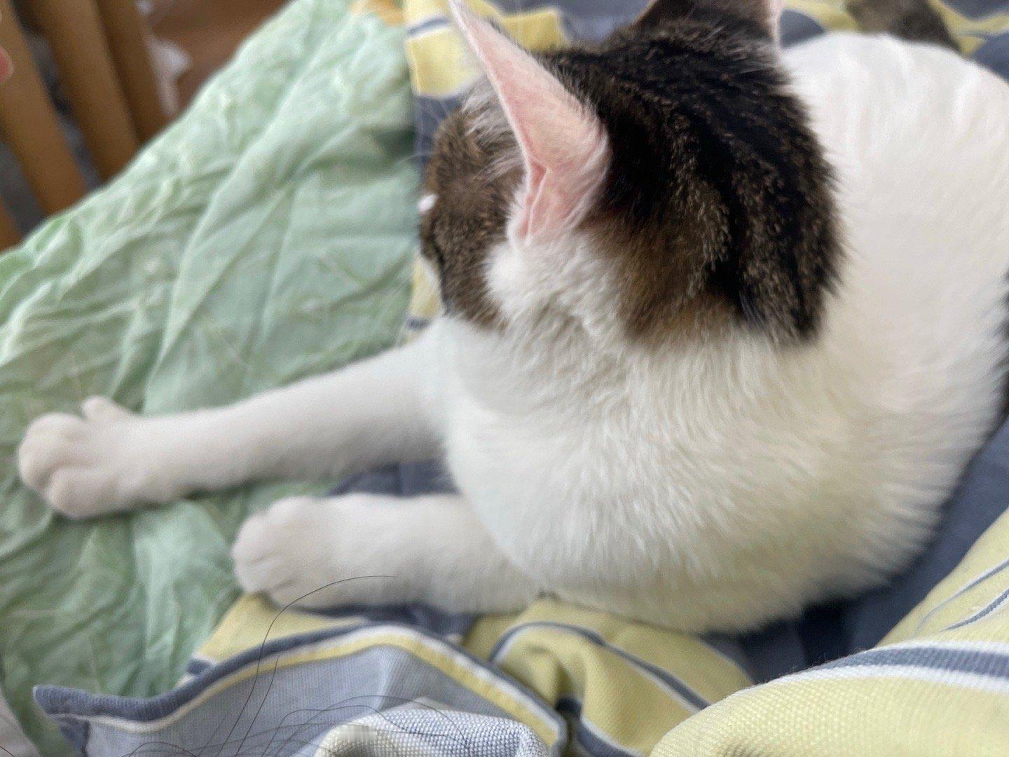 我最心爱的小魔丸是皮蛋蛋。她对我，是生理性喜欢。每个周末见到她，都能感受到她零距