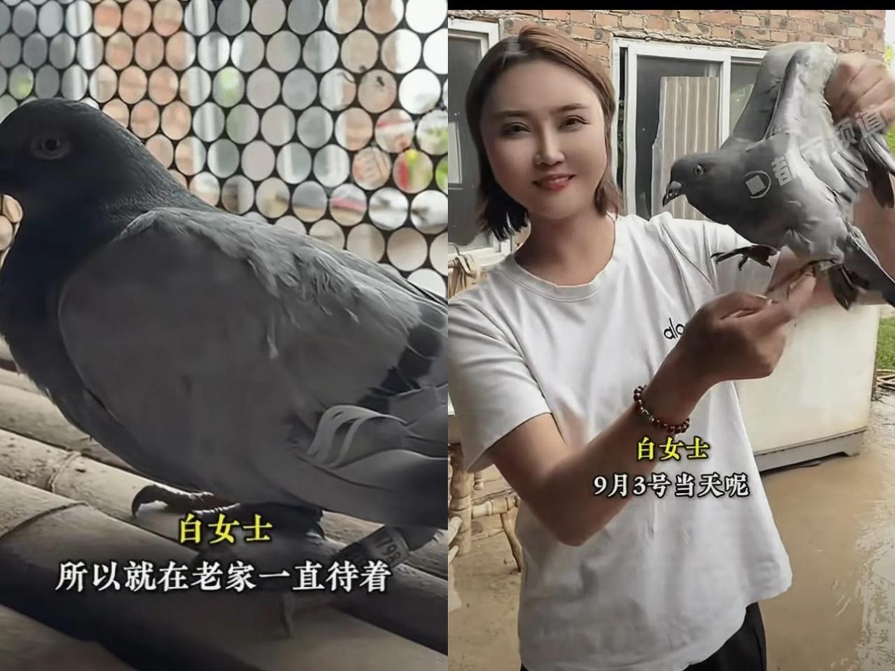 太意外了！河南新乡一名女子正在家中干活，突然，一只灰色的鸽子飞到她们家窗户上，女