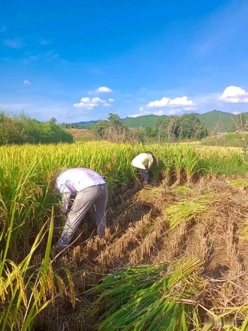 为什么单干能达到粮食有余?
上世纪七八十年代，全国农村推行家庭联产承包，也就是老