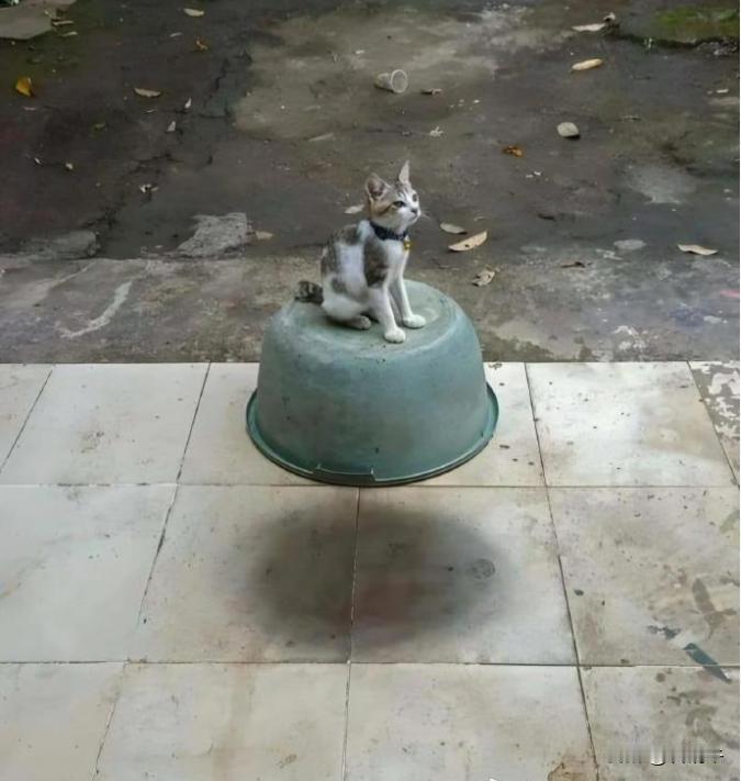 哇哦，我家的悬浮猫~