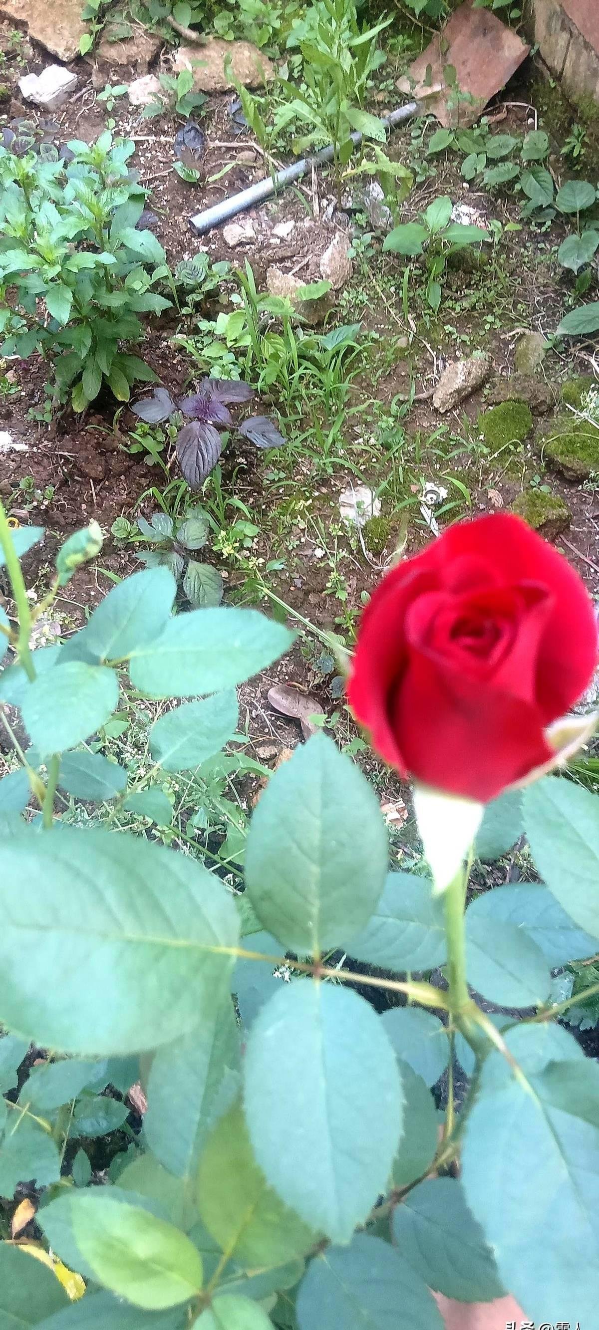 湘BA季后赛这仗，永州非赢不可了！

5月23号晚上7点半，冷水滩体育馆，主场打
