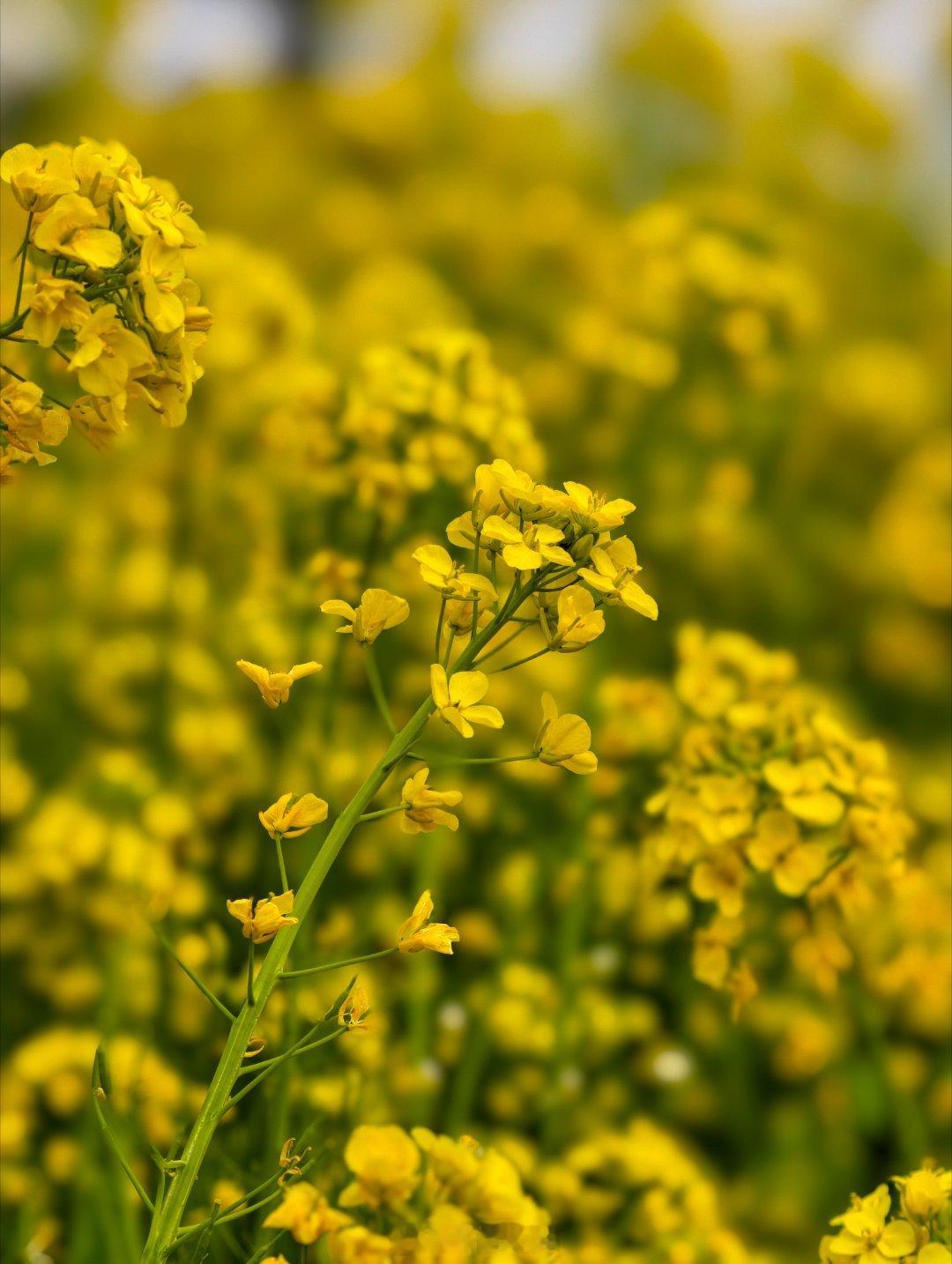 2026年，春暖花开！ 成都