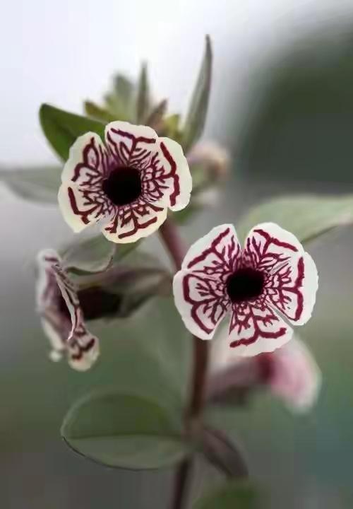 大家认识这种花吗？长着一张“猴子脸。

它学名叫彩绘猴面花。长得是有点怪，但怪得