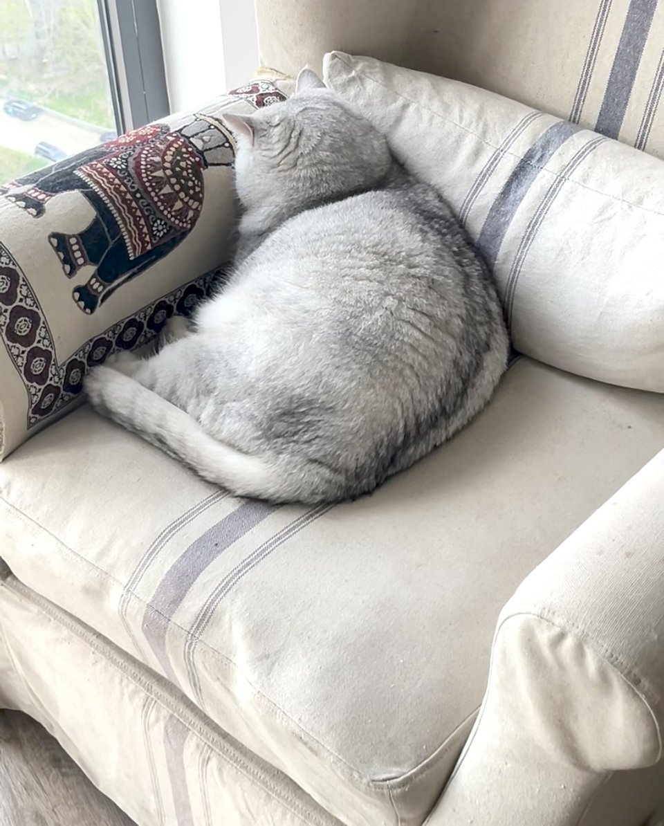 萌宠 喜欢面壁思过的大肥猫（其实是睡姿） 