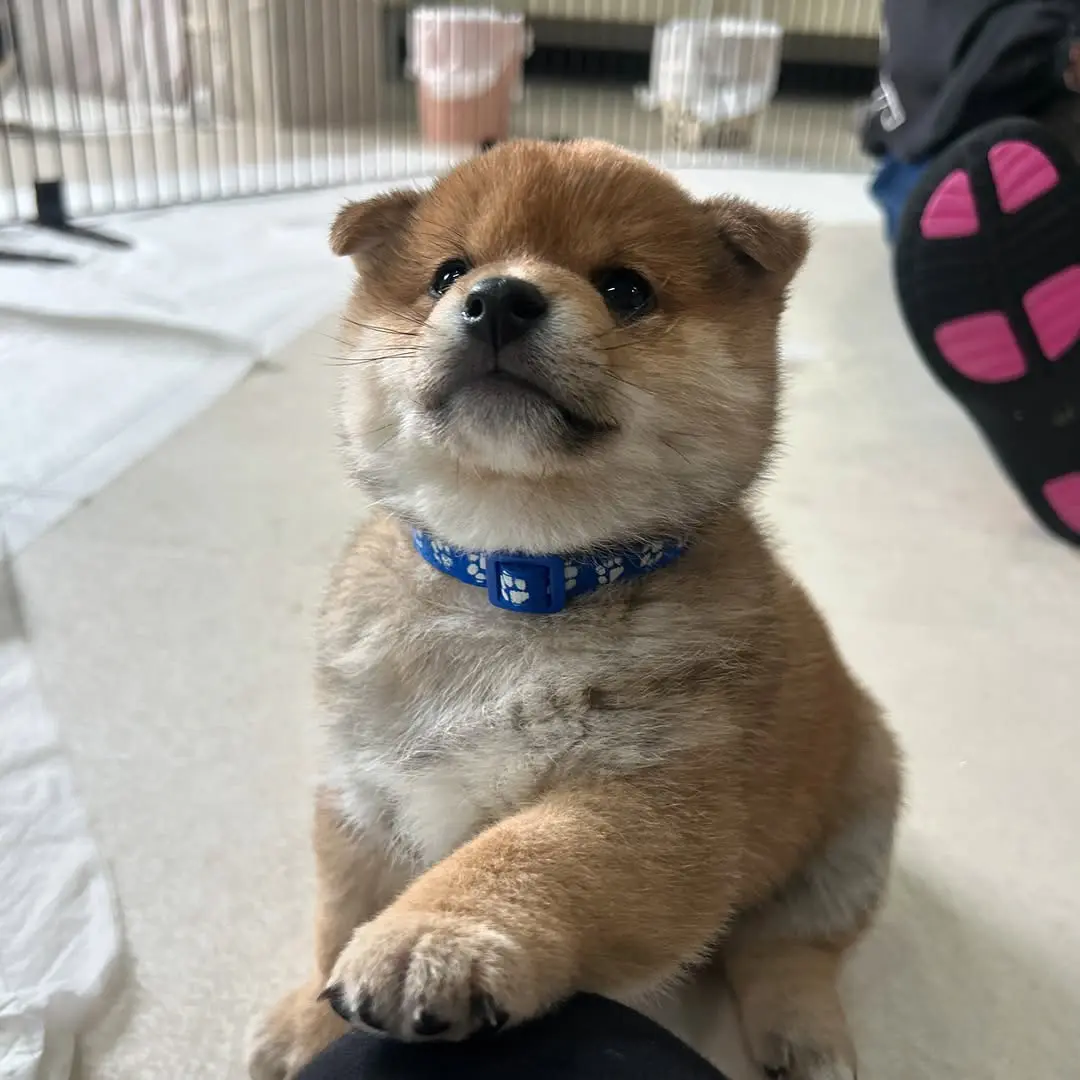 求摸摸