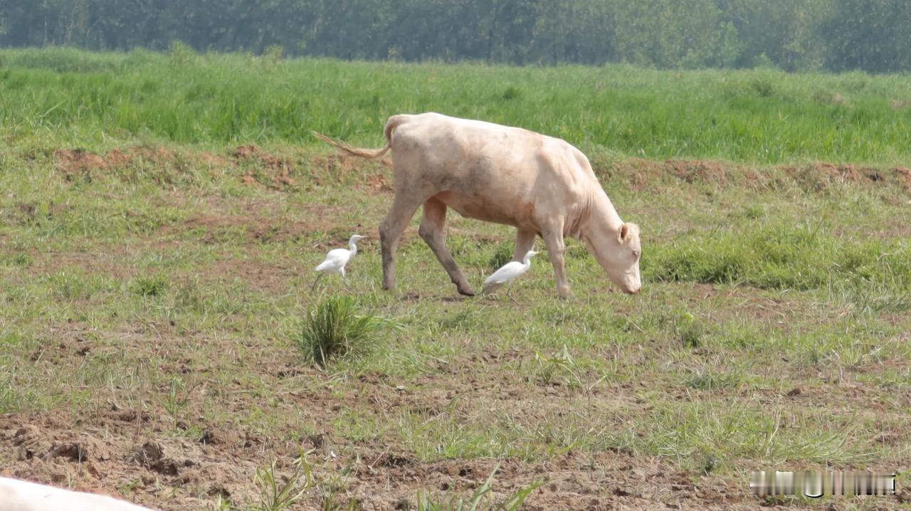 江苏邳州，国家保护动物野生白鹳，发现位置，邳城草寺村大堰西边，邳苍分洪道内，有大