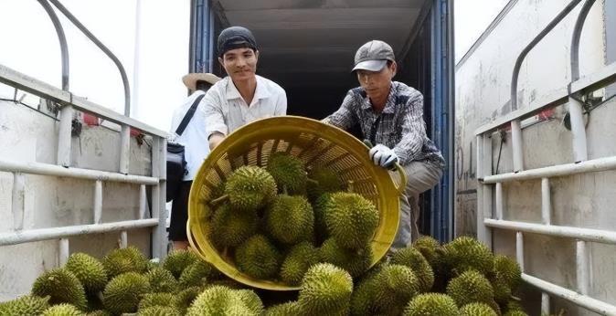 失去中国市场后，大量水果烂地里卖不出去，现在开始后悔得罪中国。
 
中国14亿人