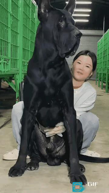 这是什么狗？这么大只，性格温顺还是暴躁的？有攻击性吗？