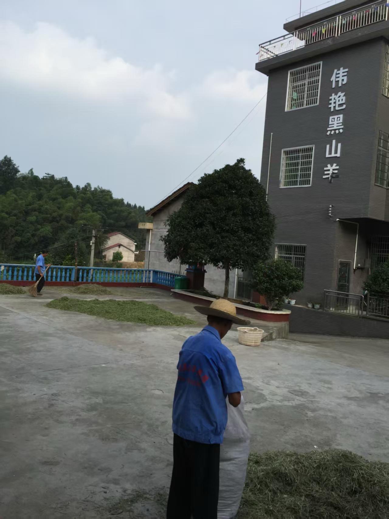 最近大环境大家都有体会，羊价起伏不定，不少养黑山羊的老乡心里慌。有的人看到行情差
