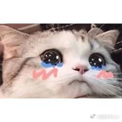 给点好处就很好说话的星座:巨蟹：稍微对他上心，他能加倍回馈善意双鱼：待人自带心软