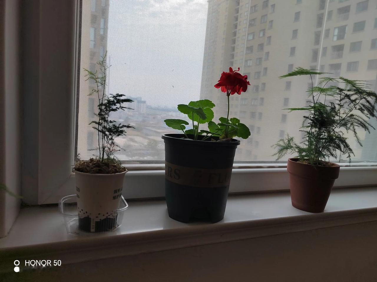 在房间的窗台边，两颗文竹亭亭玉立。它们那纤细的枝叶似层层叠叠的翠云，舒展着自然的