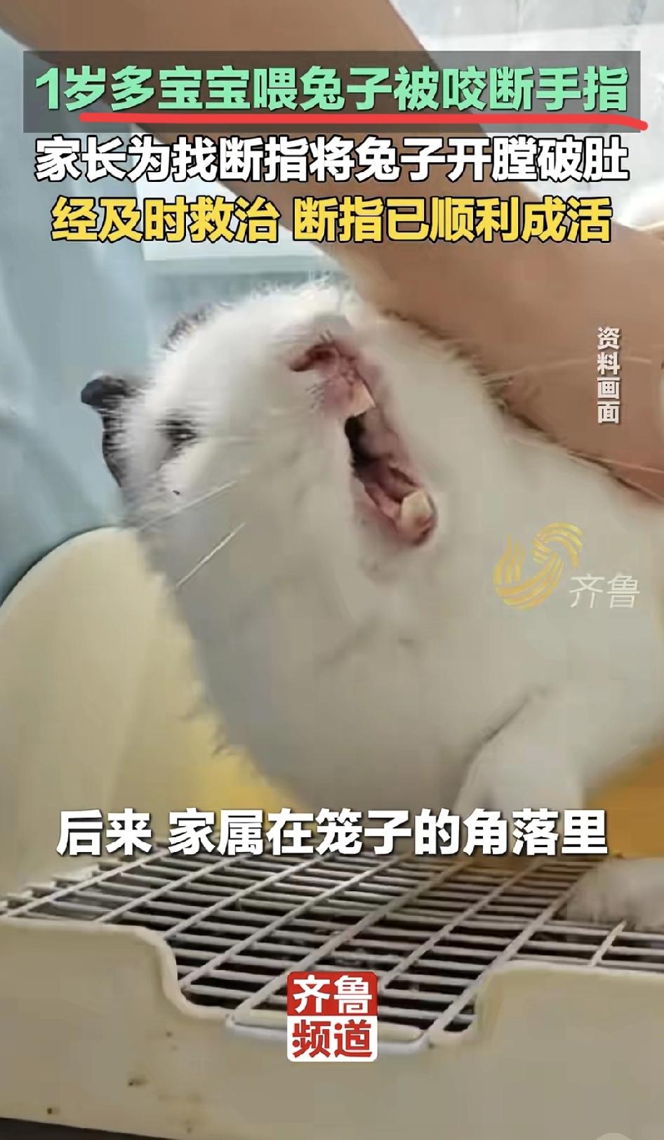 兔子在12属相里，前面是虎后面是龙，它能是善茬吗？！
别被它软萌的外表骗了，养过