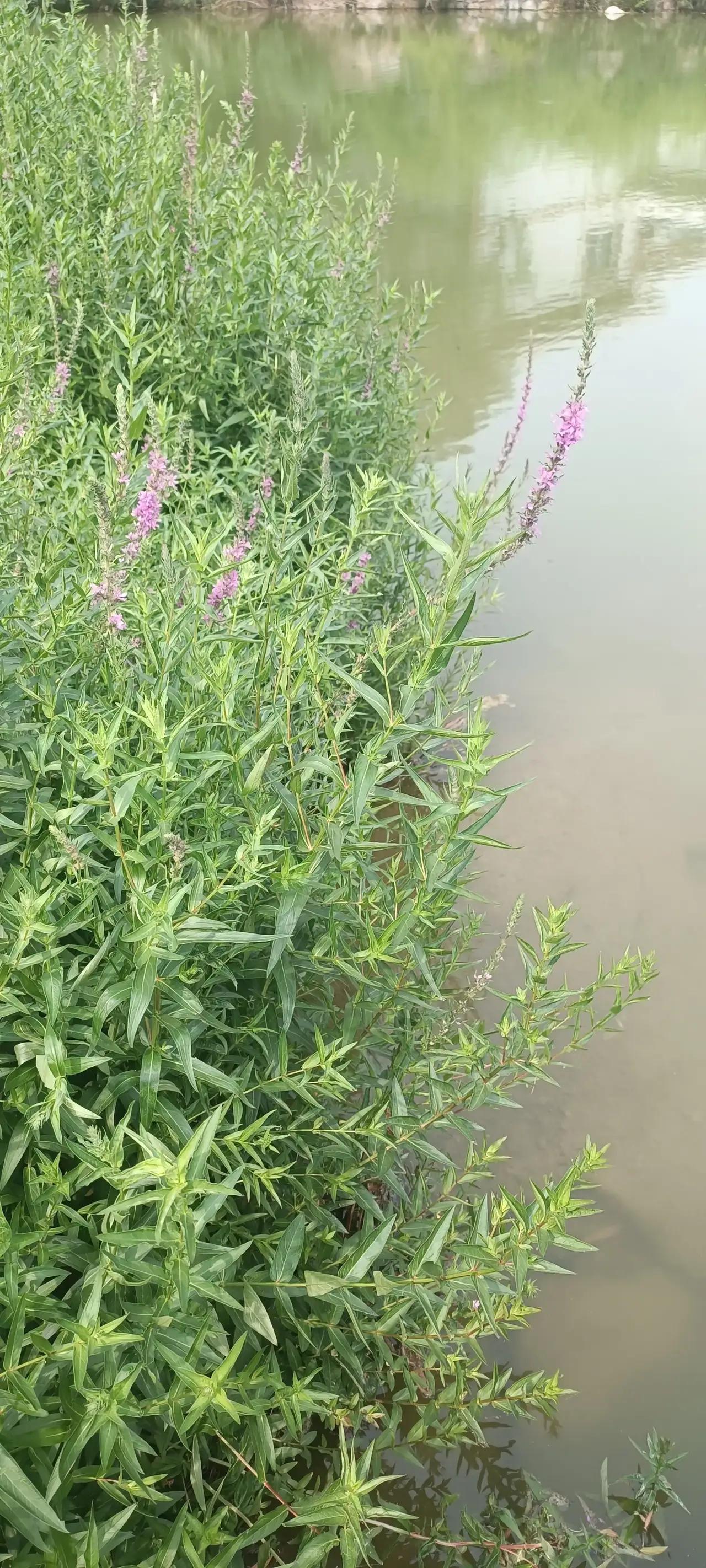 你们小小荷兰政府搞几条破军舰来南海，来台湾海峡耀武扬威，你们以为你们就了不起，是
