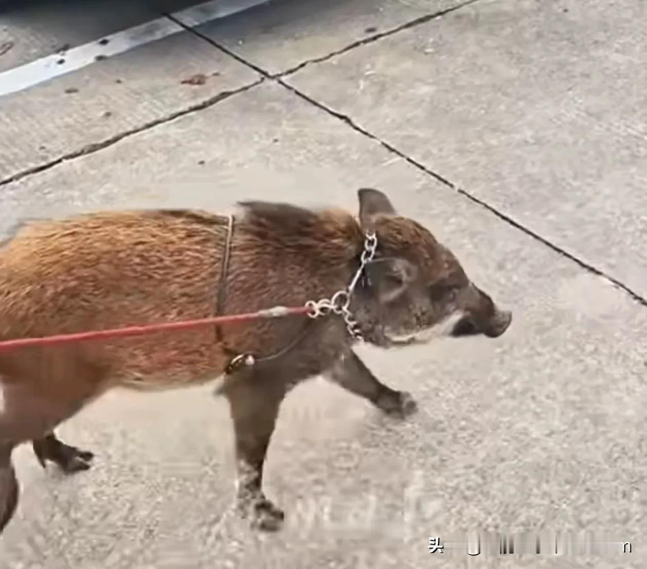 “硬核宠物”养成记！ 广州男子竟带150斤野猪逛街钓鱼，还一起游浙江？

一只流