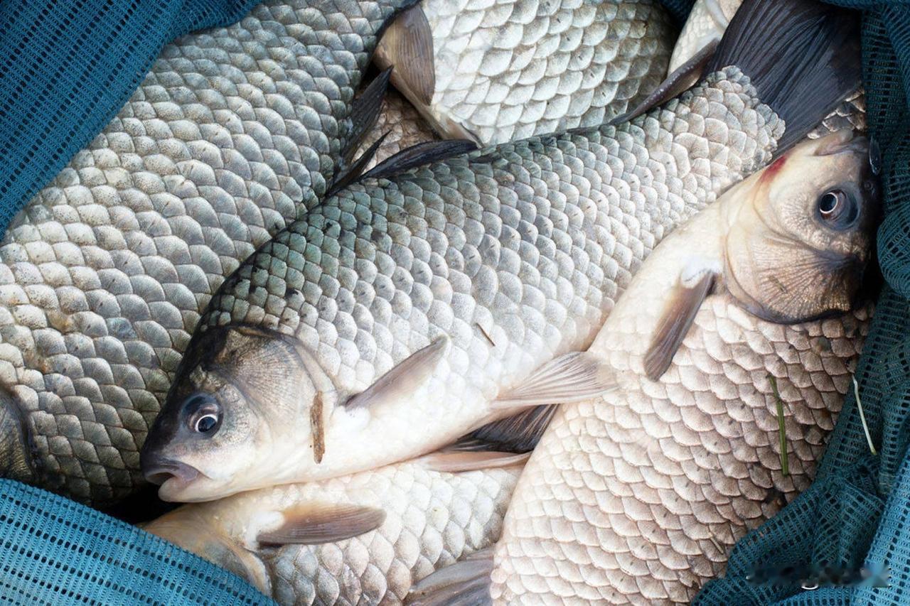 #野钓鲫鱼怎么选鱼钩#
钓鱼是一项非常受欢迎的休闲活动，尤其是野钓鲫鱼，它不仅需