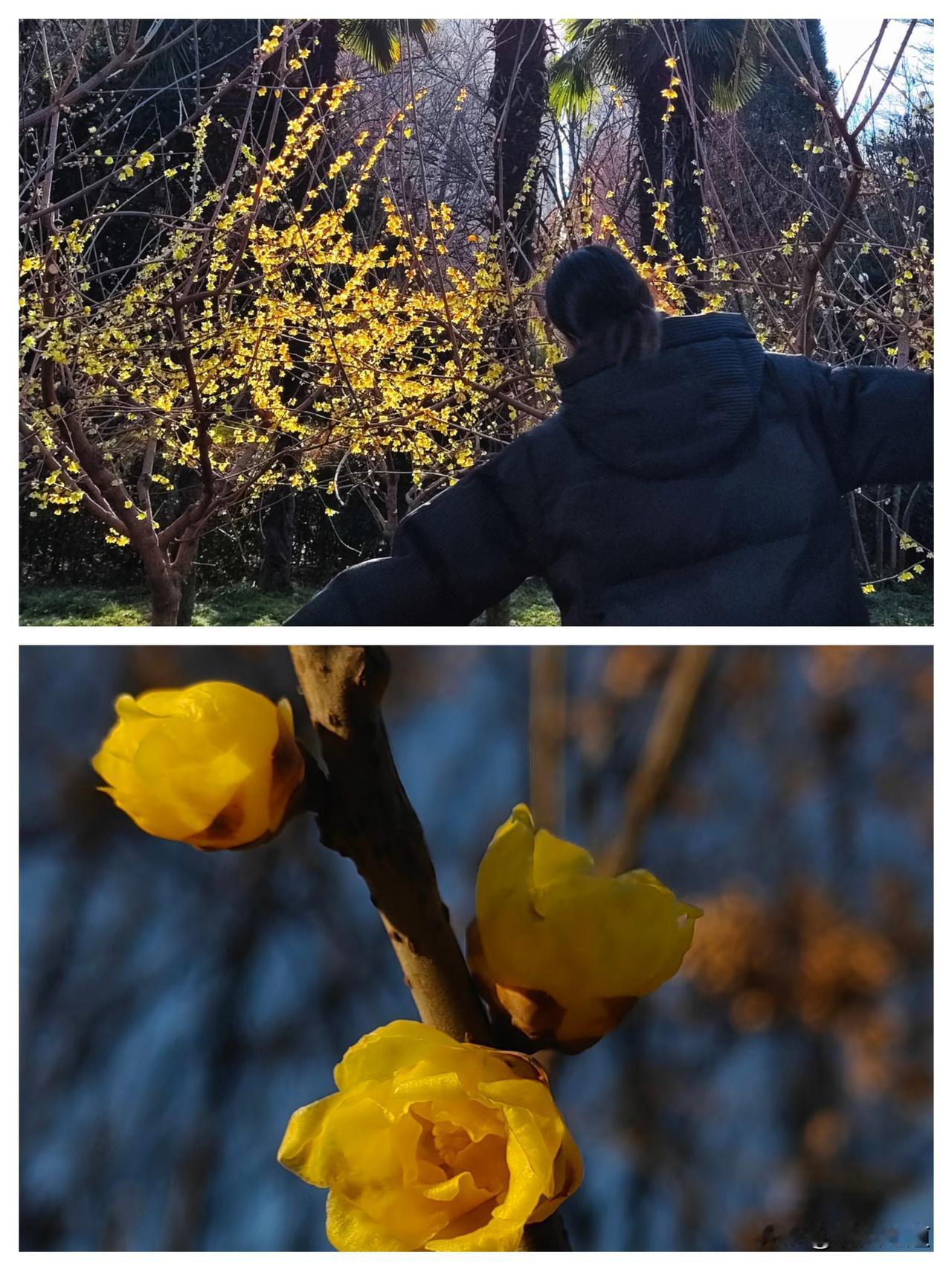 郑州人速冲！市内最大规模腊梅开成金色花海，免费赏香还出片！
 
别再等春天了，郑