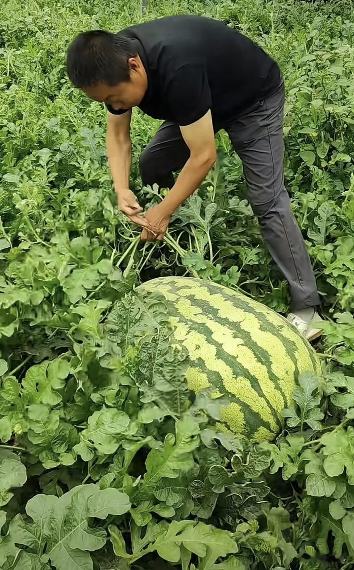 你觉得617块买个120斤的瓜王，是捡漏。

种瓜的老李可能想哭。

去年同样的