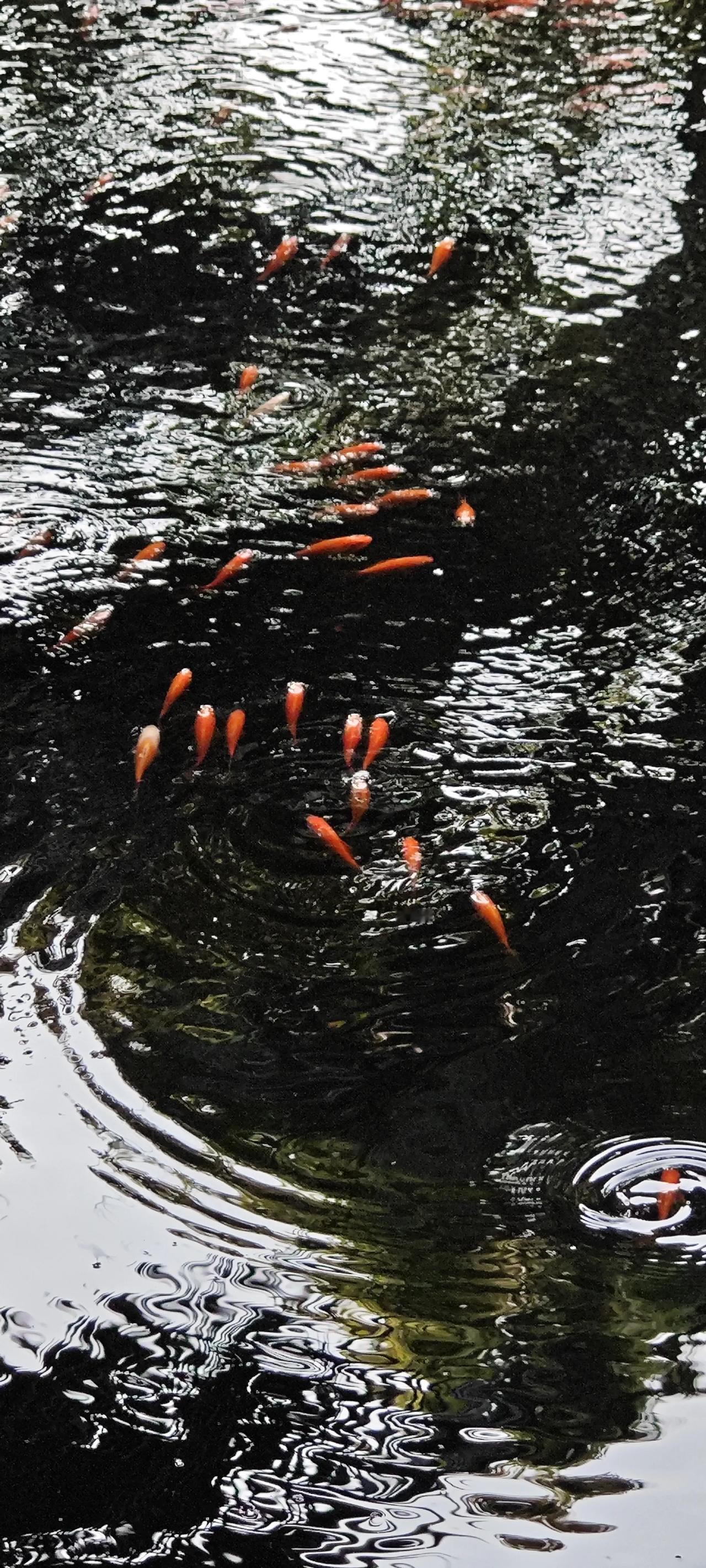 在野钓中，面对走水和大风的情况，调漂需要兼顾抗走水和灵敏度。以下是几种常用的调漂