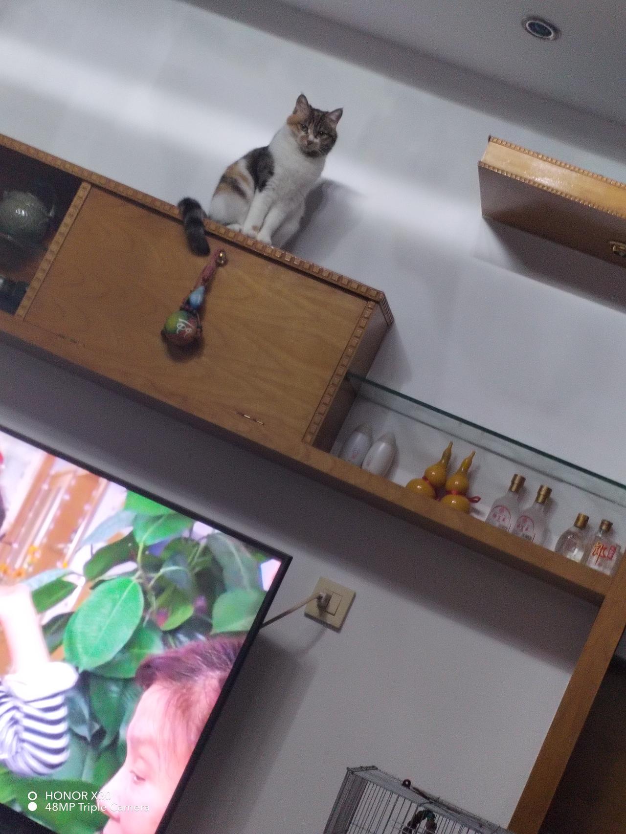 分享几张我随手拍的小猫咪照片！有只小猫在高处俯瞰，那小模样仿佛在审视自己的“领地