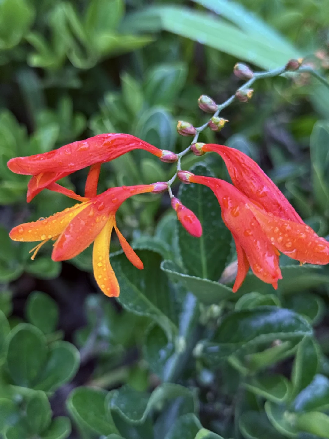 被云南冬天的花花草草治愈～