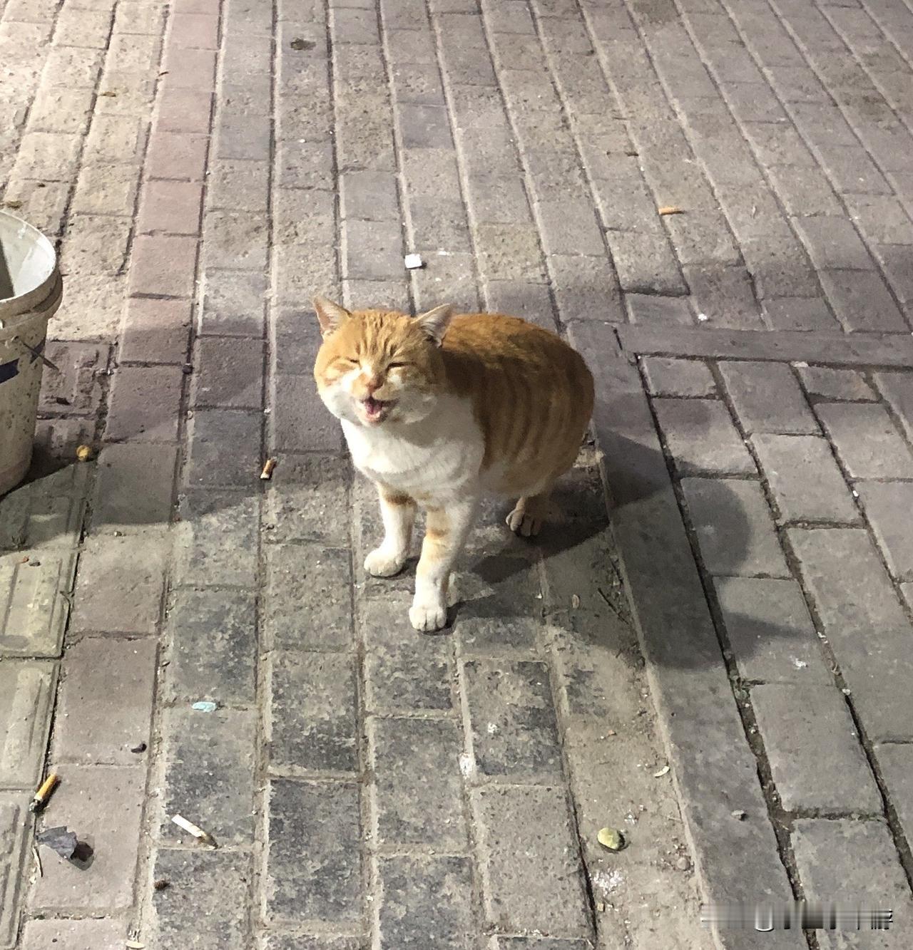 晒图笔记大赛路上遇到一只流浪猫