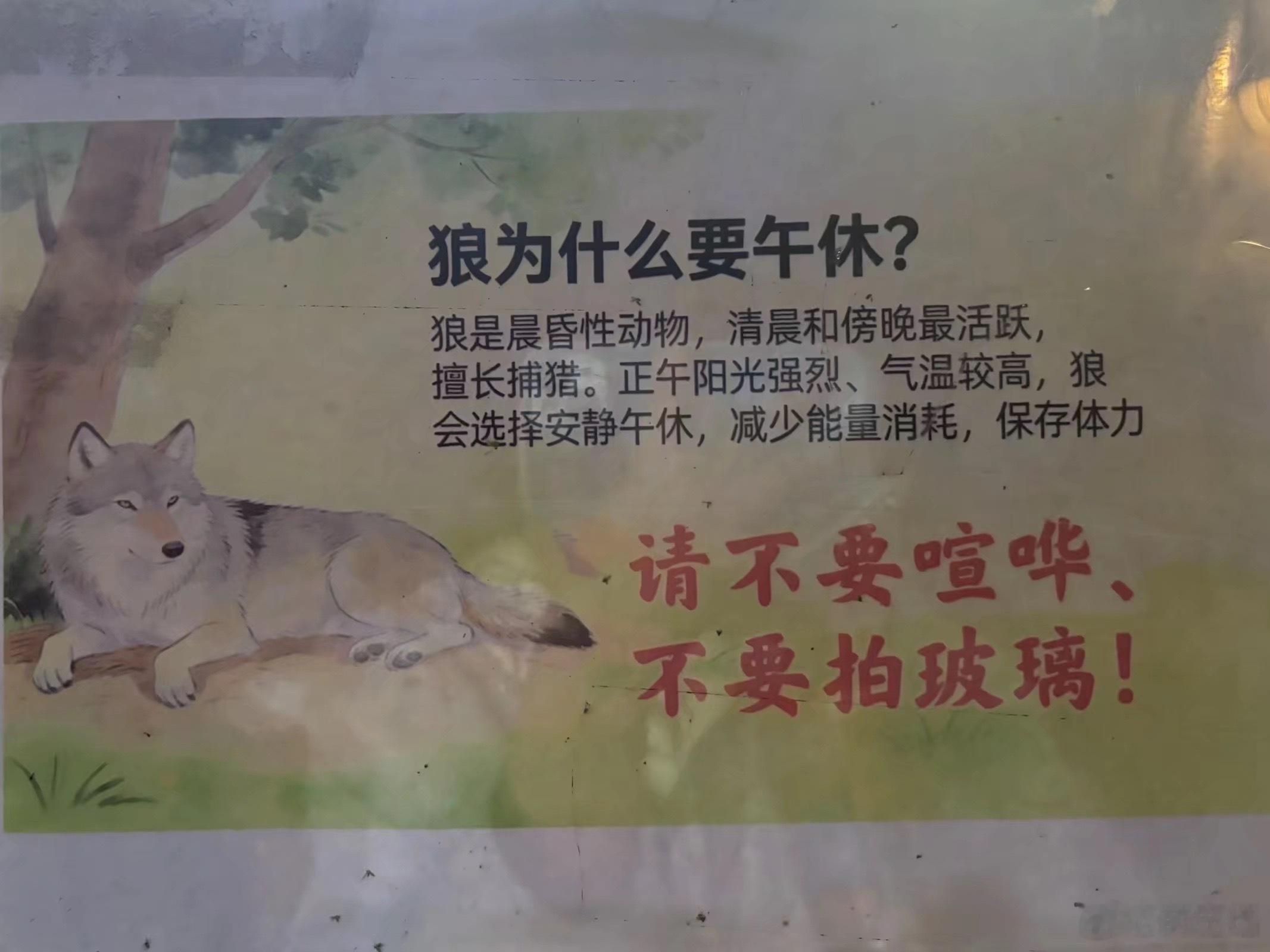 以后别人问我为啥午觉睡到晚上，我就说狼的事你少管 ​​​