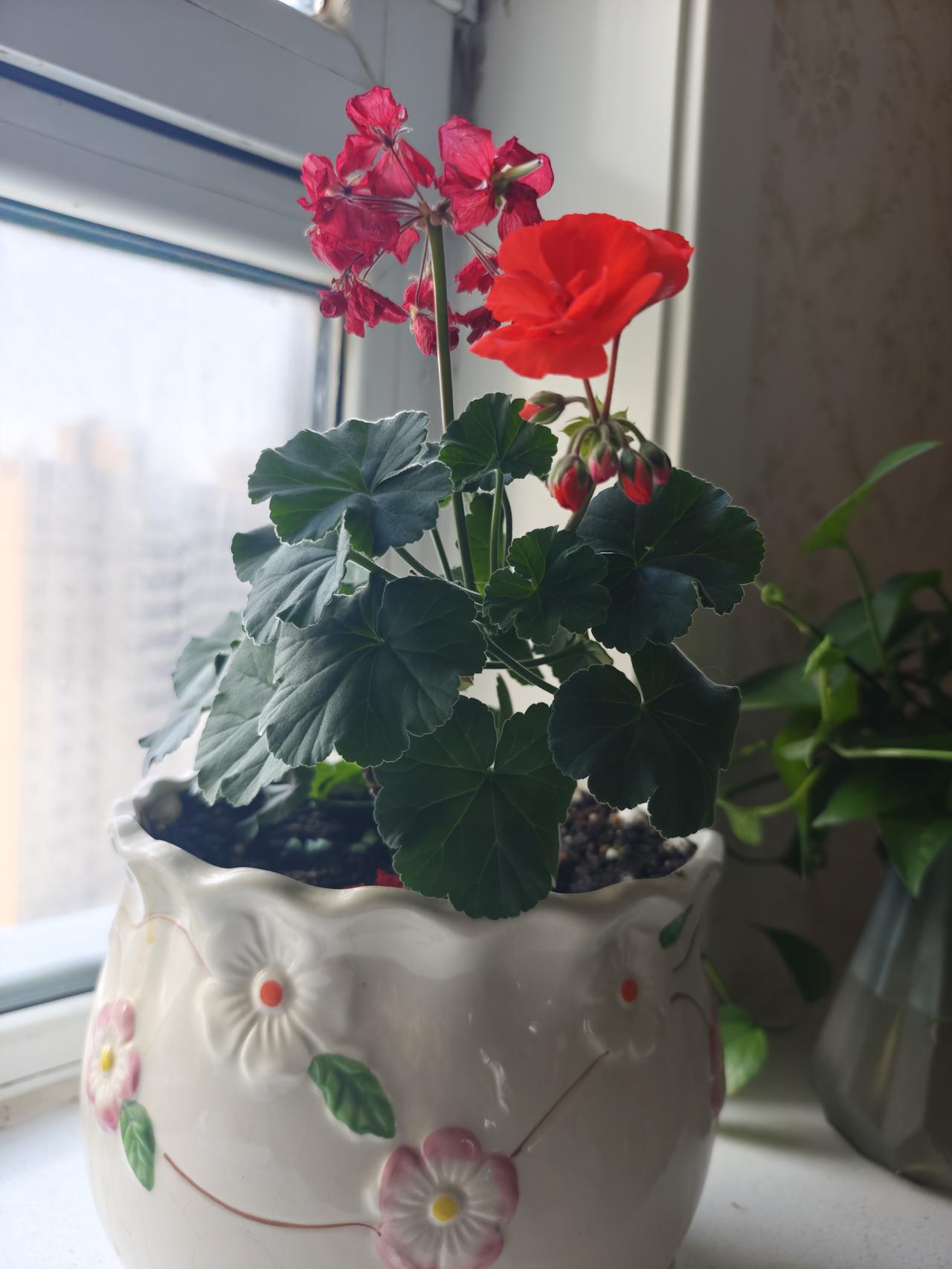 一朵花正在谢下，另一朵花又开了，它静静地望着窗外，似乎在说：“别怕，虽然现在是寒