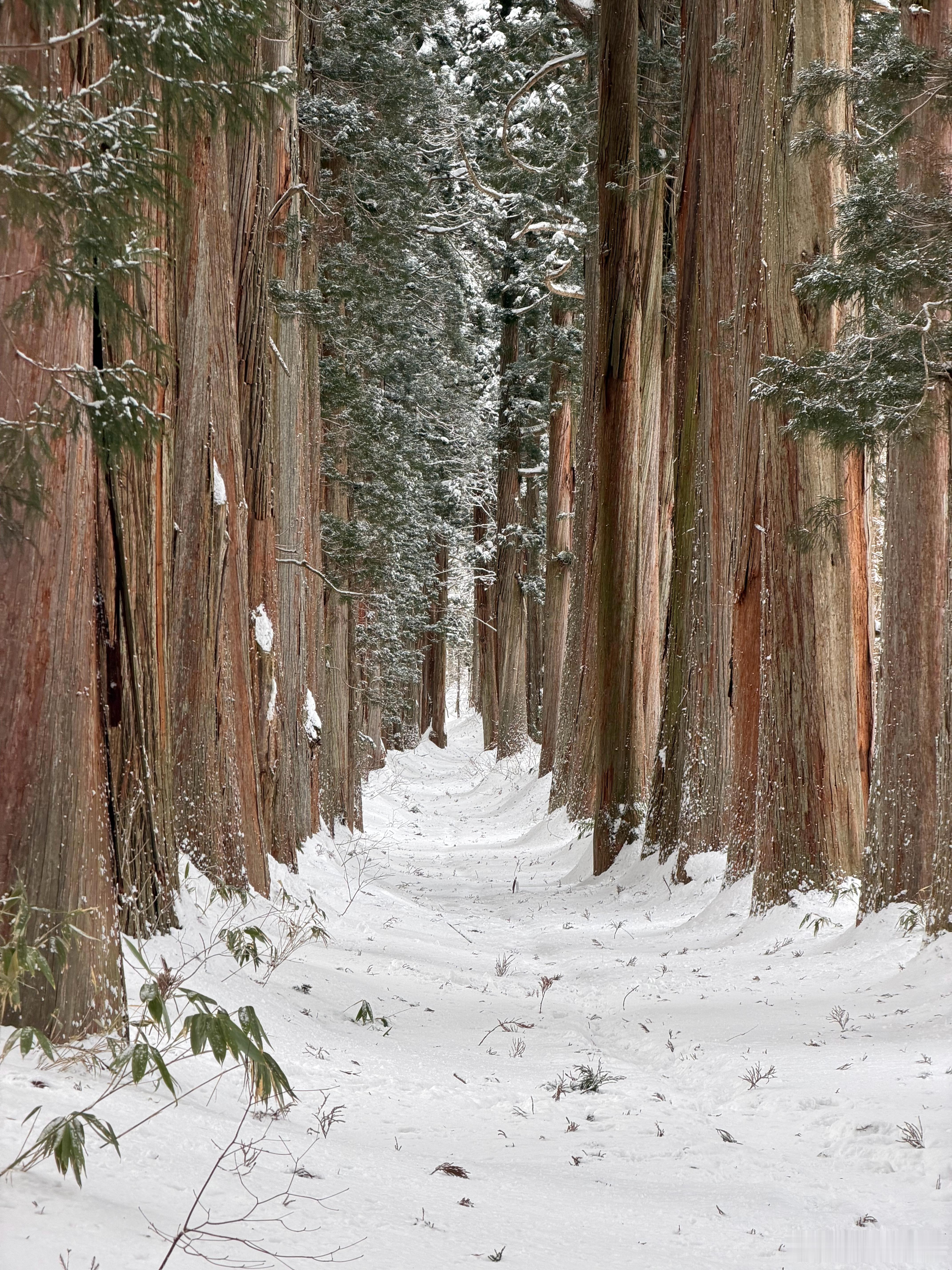兄弟们看雪了。好大的雪，好兆头啊 