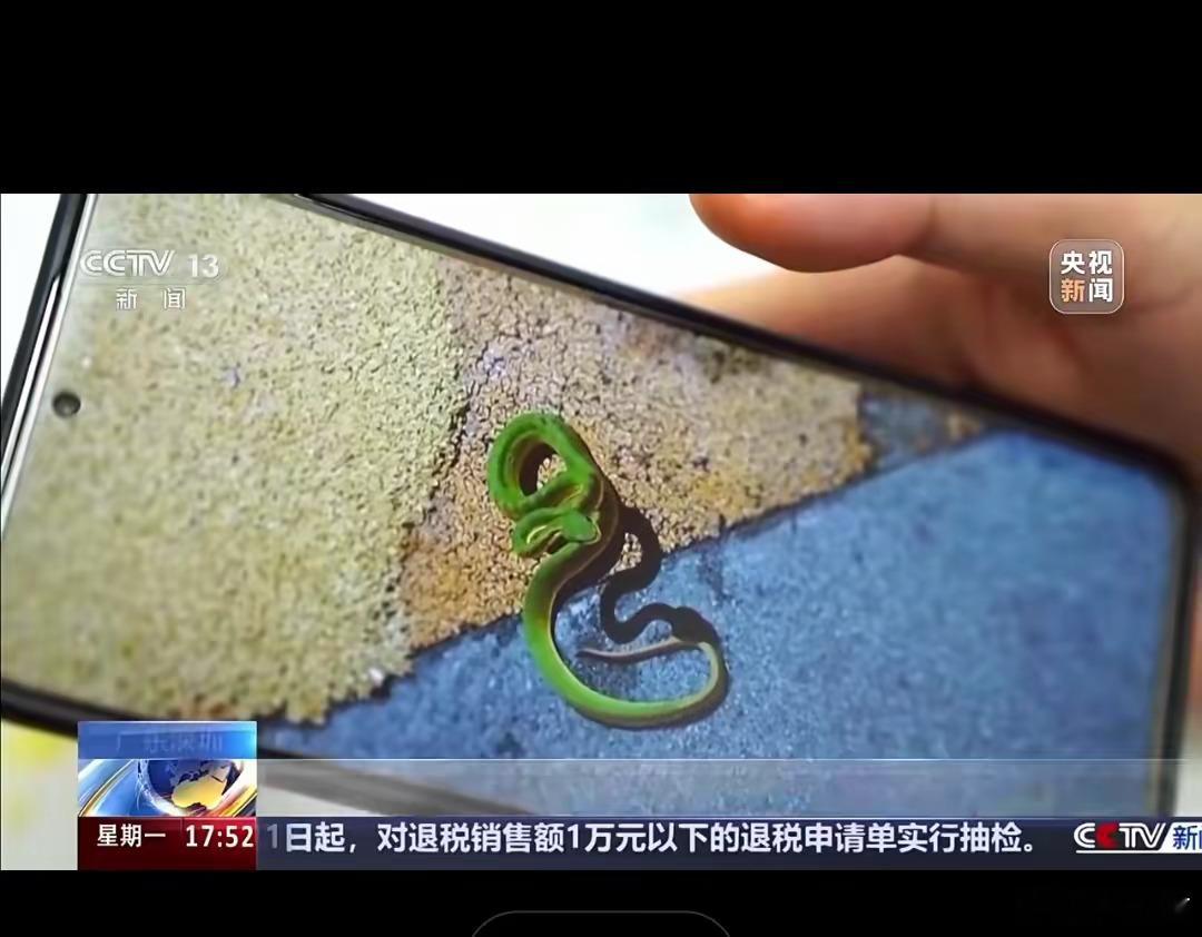 深圳5月以来天天有人被蛇咬伤深圳不仅蛇多，而且剧毒蛇种类齐全，以下5种是最常遇到