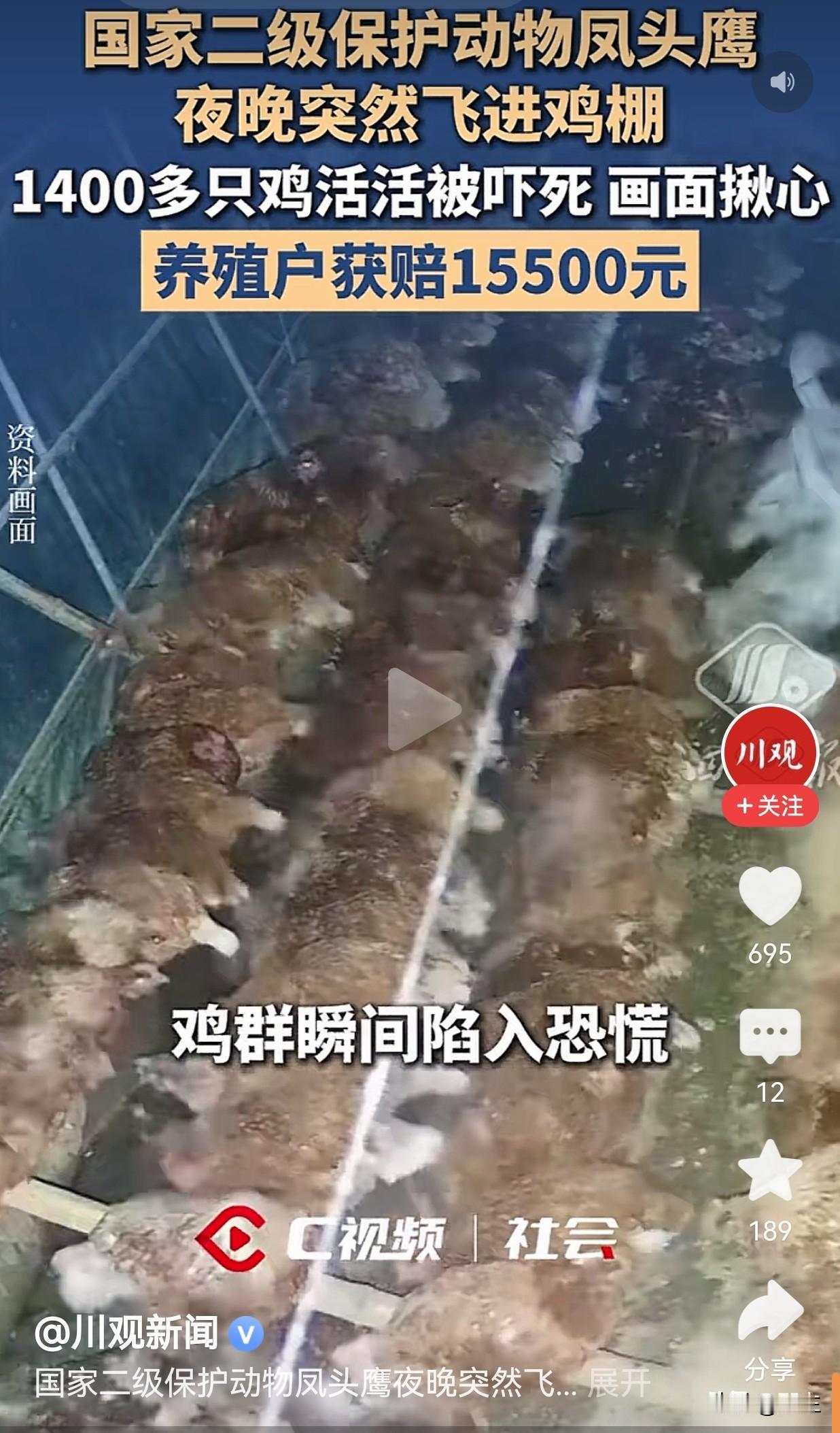 头一次听说，鸡还能被吓死的，还是一下被吓死1400只，这凤头鹰能让鸡怕成这样，真