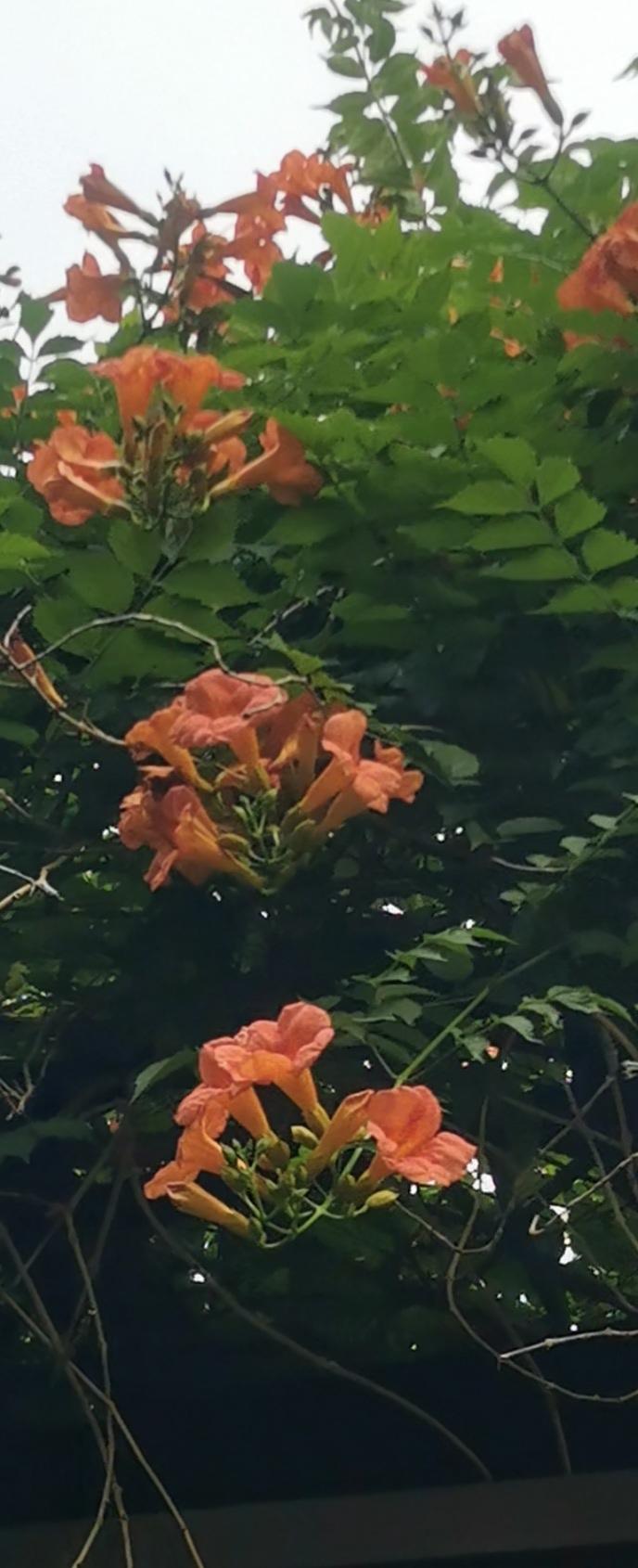 晒图笔记大赛凌霄花