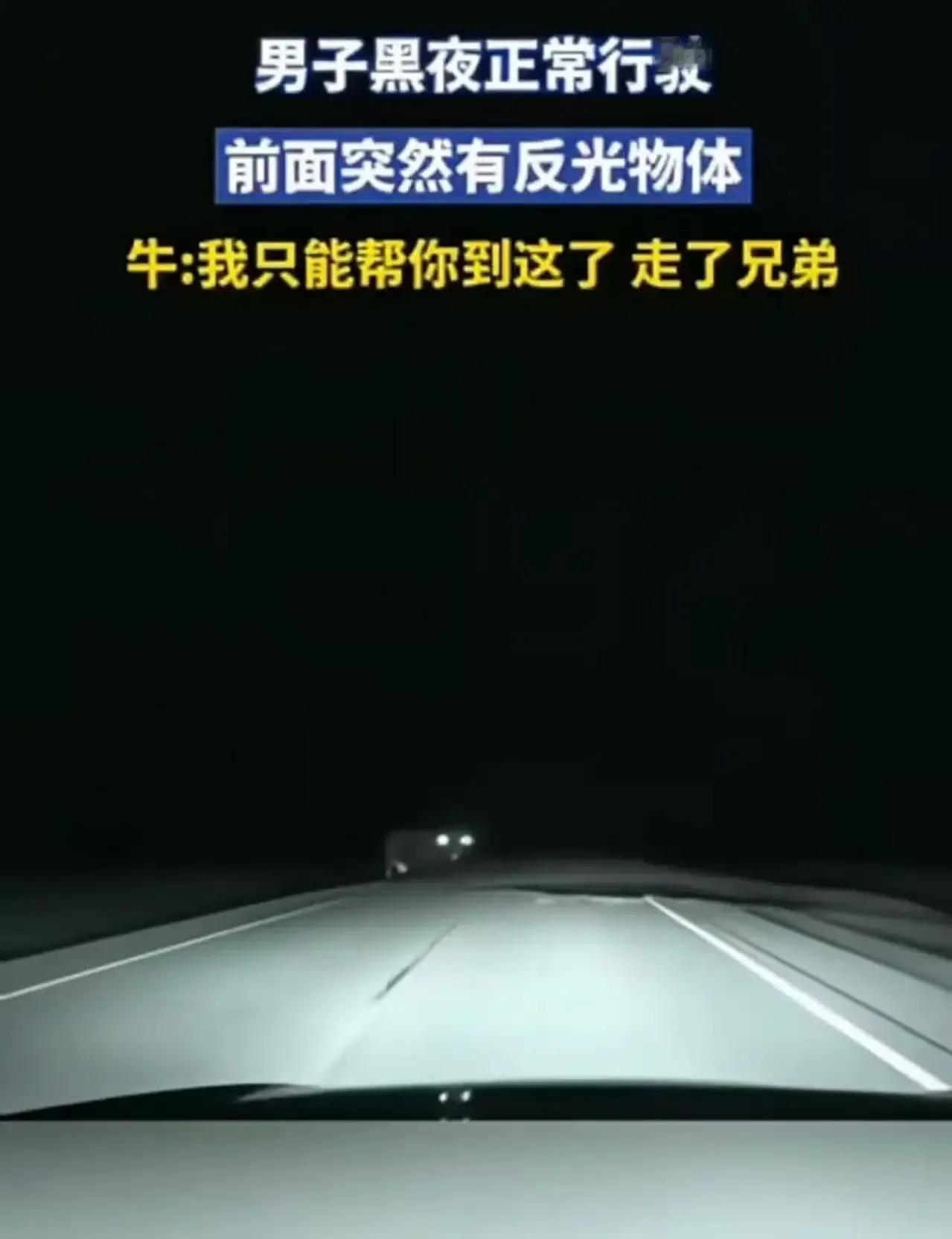 “科学解释不了！”男子深夜开车，突然遇到一个眼睛反光的巨物拦路，吓得他猛踩刹车！