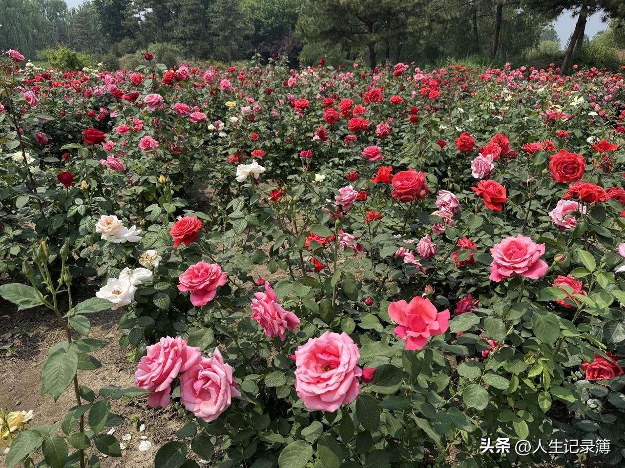 每次孕检的时候就套做bc医生的话，医生说：不让透漏是男还是女孩。
一次夫妻两个当