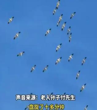 山东一88岁老人去世后，子女将他的骨灰盒带回家安葬。结果，一群仙鹤突然出现在空中