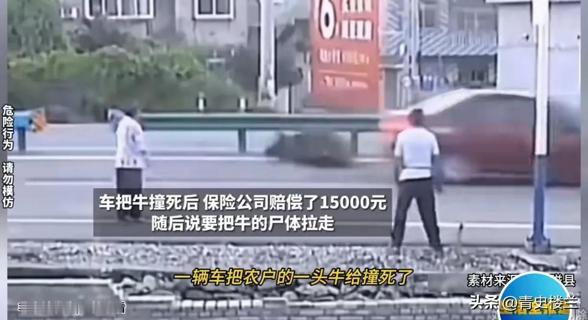 吵翻了！今年6月，一农户牵着自家养的牛过马路，被一辆驰骋的轿车给撞死了，保险公司