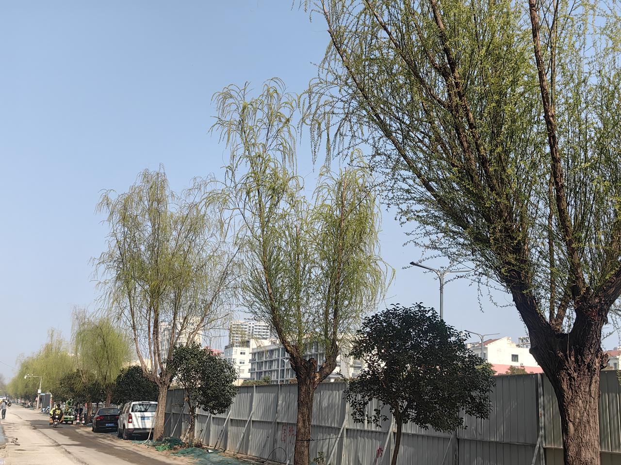 不知细叶谁裁出，三月春风似剪刀。春天来了，生机勃勃，万物有灵。[送自己一朵花][